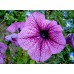 СЕМЕНА ПЕТУНИЯ БРИГИТТА F1, 10 ШТ. GL SEEDS СЕМЕНА ПЕТУНИЯ БРИГИТТА F1, 10 ШТ. GL SEEDS