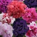 СЕМЕНА ПЕТУНИЯ ГЛОРИОЗА МИКС F1, 5 ШТ. GL SEEDS СЕМЕНА ПЕТУНИЯ ГЛОРИОЗА МИКС F1, 5 ШТ. GL SEEDS