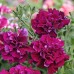 СЕМЕНА ПЕТУНИЯ ДАБЛ КАСКАД БУРГУНДИ F1, 5 ШТ. GL SEEDS СЕМЕНА ПЕТУНИЯ ДАБЛ КАСКАД БУРГУНДИ F1, 5 ШТ. GL SEEDS