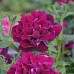 СЕМЕНА ПЕТУНИЯ ДАБЛ КАСКАД БУРГУНДИ F1, 5 ШТ. GL SEEDS СЕМЕНА ПЕТУНИЯ ДАБЛ КАСКАД БУРГУНДИ F1, 5 ШТ. GL SEEDS