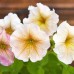 СЕМЕНА ПЕТУНИЯ ИНГРИД F1, 10 ШТ. GL SEEDS СЕМЕНА ПЕТУНИЯ ИНГРИД F1, 10 ШТ. GL SEEDS
