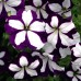 СЕМЕНА ПЕТУНИЯ ЛАВИНА СИНЯЯ ЗВЕЗДА F1, 10 ШТ. GL SEEDS СЕМЕНА ПЕТУНИЯ ЛАВИНА СИНЯЯ ЗВЕЗДА F1, 10 ШТ. GL SEEDS
