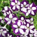 СЕМЕНА ПЕТУНИЯ ЛАВИНА СИНЯЯ ЗВЕЗДА F1, 10 ШТ. GL SEEDS СЕМЕНА ПЕТУНИЯ ЛАВИНА СИНЯЯ ЗВЕЗДА F1, 10 ШТ. GL SEEDS