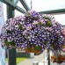 СЕМЕНА ПЕТУНИЯ ЛАВИНА СИНЯЯ ЗВЕЗДА F1, 10 ШТ. GL SEEDS СЕМЕНА ПЕТУНИЯ ЛАВИНА СИНЯЯ ЗВЕЗДА F1, 10 ШТ. GL SEEDS