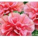 СЕМЕНА ПЕТУНИЯ МАГДАЛЕНА F1, 10 ШТ. GL SEEDS СЕМЕНА ПЕТУНИЯ МАГДАЛЕНА F1, 10 ШТ. GL SEEDS