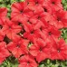 СЕМЕНА ПЕТУНИЯ МИСТРАЛЬ КРАСНАЯ F1, 10 ШТ. GL SEEDS СЕМЕНА ПЕТУНИЯ МИСТРАЛЬ КРАСНАЯ F1, 10 ШТ. GL SEEDS