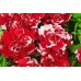 СЕМЕНА ПЕТУНИЯ ПИРУЭТ РЕД МАХРОВАЯ F1, 5 ШТ. GL SEEDS СЕМЕНА ПЕТУНИЯ ПИРУЭТ РЕД МАХРОВАЯ F1, 5 ШТ. GL SEEDS