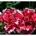 СЕМЕНА ПЕТУНИЯ ПИРУЭТ РЕД МАХРОВАЯ F1, 5 ШТ. GL SEEDS СЕМЕНА ПЕТУНИЯ ПИРУЭТ РЕД МАХРОВАЯ F1, 5 ШТ. GL SEEDS