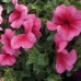 СЕМЕНА ПЕТУНИЯ СОФИЯ F1, 10 ШТ. GL SEEDS СЕМЕНА ПЕТУНИЯ СОФИЯ F1, 10 ШТ. GL SEEDS
