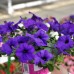 СЕМЕНА ПЕТУНИЯ ХИТ ПАРАД СЛИВОВАЯ F1, 10 ШТ. GL SEEDS СЕМЕНА ПЕТУНИЯ ХИТ ПАРАД СЛИВОВАЯ F1, 10 ШТ. GL SEEDS