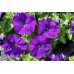 СЕМЕНА ПЕТУНИЯ ЭКСПРЕСС БЛУ F1, 10 ШТ. GL SEEDS