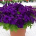 СЕМЕНА ПЕТУНИЯ ЭКСПРЕСС БЛУ F1, 10 ШТ. GL SEEDS