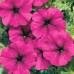 СЕМЕНА ПЕТУНИЯ ЭКСПРЕСС БУРГУНДИ F1, 10 ШТ. GL SEEDS СЕМЕНА ПЕТУНИЯ ЭКСПРЕСС БУРГУНДИ F1, 10 ШТ. GL SEEDS