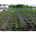 АГРОВОЛОКНО ЧЕРНОЕ 50 Г/М2 1,07*5 М, GROWTEX АГРОВОЛОКНО ЧЕРНОЕ 50 Г/М2 1,07*5 М, GROWTEX