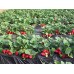 АГРОВОЛОКНО ЧЕРНОЕ 50 Г/М2 1,07*5 М, GROWTEX АГРОВОЛОКНО ЧЕРНОЕ 50 Г/М2 1,07*5 М, GROWTEX