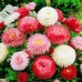 СЕМЕНА МАРГАРИТКА "ХАБАНЕРА СМЕСЬ", 20 ШТ ПРОФ СЕМЕНА СЕМЕНА МАРГАРИТКА "ХАБАНЕРА СМЕСЬ", 20 ШТ ПРОФ СЕМЕНА
