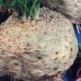 СЕМЕНА СЕЛЬДЕРЕЙ "ПРЕЗИДЕНТ", 0,5 Г GL SEEDS СЕМЕНА СЕЛЬДЕРЕЙ "ПРЕЗИДЕНТ", 0,5 Г GL SEEDS