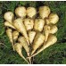 СЕМЕНА ПАСТЕРНАК "АЛЬБИОН", 1 Г GL SEEDS СЕМЕНА ПАСТЕРНАК "АЛЬБИОН", 1 Г GL SEEDS