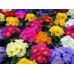 СЕМЕНА ПРИМУЛА "ВАНДА", 0,1 Г GL SEEDS СЕМЕНА ПРИМУЛА "ВАНДА", 0,1 Г GL SEEDS