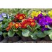 СЕМЕНА ПРИМУЛА "ВАНДА", 0,1 Г GL SEEDS СЕМЕНА ПРИМУЛА "ВАНДА", 0,1 Г GL SEEDS