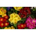 СЕМЕНА ПРИМУЛА "ВЕСЕННИЙ БУКЕТ", 0,1 Г GL SEEDS СЕМЕНА ПРИМУЛА "ВЕСЕННИЙ БУКЕТ", 0,1 Г GL SEEDS
