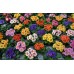 СЕМЕНА ПРИМУЛА "ГИГАНТ СЕЛЕКТА", 0,1 Г GL SEEDS СЕМЕНА ПРИМУЛА "ГИГАНТ СЕЛЕКТА", 0,1 Г GL SEEDS