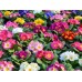 СЕМЕНА ПРИМУЛА "ГИГАНТ СЕЛЕКТА", 0,1 Г GL SEEDS СЕМЕНА ПРИМУЛА "ГИГАНТ СЕЛЕКТА", 0,1 Г GL SEEDS