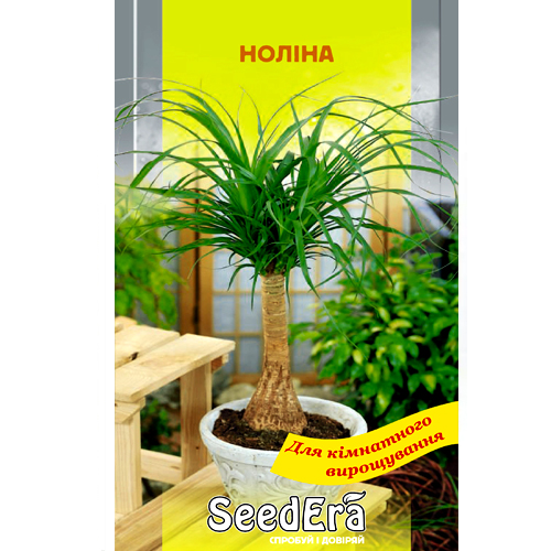 СЕМЕНА НОЛИНА, 5 ШТ. SEEDERA