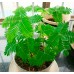 КУПИТЬ СЕМЕНА МИМОЗЫ СТЫДЛИВОЙ КРАСОТКА КУПИТЬ СЕМЕНА МИМОЗЫ СТЫДЛИВОЙ КРАСОТКА