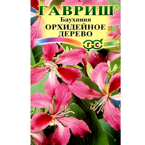 СЕМЕНА БАУХИНИЯ ПУРПУНАЯ ОРХИДЕЙНОЕ ДЕРЕВО, 3 ШТ. ГАВРИШ