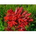 СЕМЕНА ЛОБЕЛИЯ "МАРКИЗА РЭД", 0,1 Г GL SEEDS СЕМЕНА ЛОБЕЛИЯ "МАРКИЗА РЭД", 0,1 Г GL SEEDS