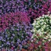 СЕМЕНА ЛОБЕЛИЯ "НИТКА ЖЕМЧУГА", 0,1 Г GL SEEDS СЕМЕНА ЛОБЕЛИЯ "НИТКА ЖЕМЧУГА", 0,1 Г GL SEEDS