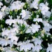 СЕМЕНА ЛОБЕЛИЯ "БЕЛАЯ ЛЕДИ", 0,1 Г GL SEEDS СЕМЕНА ЛОБЕЛИЯ "БЕЛАЯ ЛЕДИ", 0,1 Г GL SEEDS