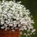 СЕМЕНА ЛОБЕЛИЯ "БЕЛАЯ ЛЕДИ", 0,1 Г GL SEEDS СЕМЕНА ЛОБЕЛИЯ "БЕЛАЯ ЛЕДИ", 0,1 Г GL SEEDS