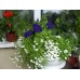 СЕМЕНА ЛОБЕЛИЯ "БЕЛАЯ ЛЕДИ", 0,1 Г GL SEEDS СЕМЕНА ЛОБЕЛИЯ "БЕЛАЯ ЛЕДИ", 0,1 Г GL SEEDS