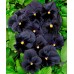 КУПИТЬ СЕМЕНА ВИОЛЫ ЧЕРНЫЙ КОРОЛЬ 0,1 Г GL SEEDS КУПИТЬ СЕМЕНА ВИОЛЫ ЧЕРНЫЙ КОРОЛЬ 0,1 Г GL SEEDS