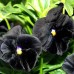 КУПИТЬ СЕМЕНА ВИОЛЫ ЧЕРНЫЙ КОРОЛЬ 0,1 Г GL SEEDS КУПИТЬ СЕМЕНА ВИОЛЫ ЧЕРНЫЙ КОРОЛЬ 0,1 Г GL SEEDS