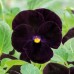КУПИТЬ СЕМЕНА ВИОЛЫ ЧЕРНЫЙ КОРОЛЬ 0,1 Г GL SEEDS КУПИТЬ СЕМЕНА ВИОЛЫ ЧЕРНЫЙ КОРОЛЬ 0,1 Г GL SEEDS