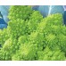 СЕМЕНА КАПУСТА  ЦВЕТНАЯ "РОМАНЕСКО НАТАЛИНО", 0,5 Г GL SEEDS