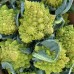 СЕМЕНА КАПУСТА  ЦВЕТНАЯ "РОМАНЕСКО НАТАЛИНО", 0,5 Г GL SEEDS
