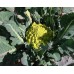 СЕМЕНА КАПУСТА  ЦВЕТНАЯ "РОМАНЕСКО НАТАЛИНО", 0,5 Г GL SEEDS