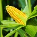 СЕМЕНА КУКУРУЗА "СУПЕРСЛАДКАЯ", 20 Г GL SEEDS