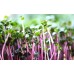 СЕМЕНА МИКРОГРИН "РЕДИС - МИКС", 20 Г GL SEEDS СЕМЕНА МИКРОГРИН "РЕДИС - МИКС", 20 Г GL SEEDS