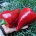 СЕМЕНА ПЕРЕЦ СЛАДКИЙ "СУДАР", 0,25 Г GL SEEDS