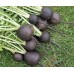 СЕМЕНА РЕДЬКА ЧЕРНАЯ ЗИМНЯЯ, 3 Г GL SEEDS СЕМЕНА РЕДЬКА ЧЕРНАЯ ЗИМНЯЯ, 3 Г GL SEEDS