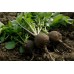 СЕМЕНА РЕДЬКА ЧЕРНАЯ ЗИМНЯЯ, 3 Г GL SEEDS СЕМЕНА РЕДЬКА ЧЕРНАЯ ЗИМНЯЯ, 3 Г GL SEEDS