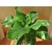 КУПИТЬ СЕМЕНА БАНАНА КОМНАТНЫЙ ТРОПИКАНО, 3 ШТ GL SEEDS