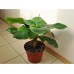 КУПИТЬ СЕМЕНА БАНАНА КОМНАТНЫЙ ТРОПИКАНО, 3 ШТ GL SEEDS