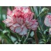 СЕМЕНА ГВОЗДИКА ШАБО "СТРАЙПЕД", 0,15 Г GL SEEDS СЕМЕНА ГВОЗДИКА ШАБО "СТРАЙПЕД", 0,15 Г GL SEEDS