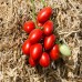 СЕМЕНА ТОМАТ "РЭД ХАНТЕР", 0,15 Г GL SEEDS СЕМЕНА ТОМАТ "РЭД ХАНТЕР", 0,15 Г GL SEEDS
